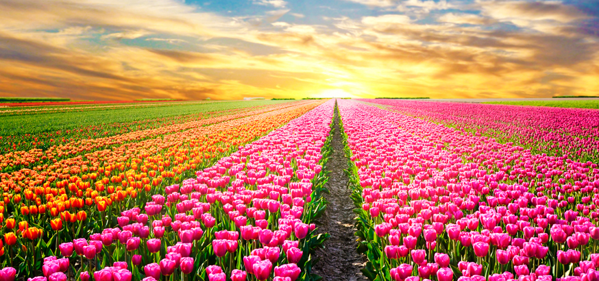 Tulip field