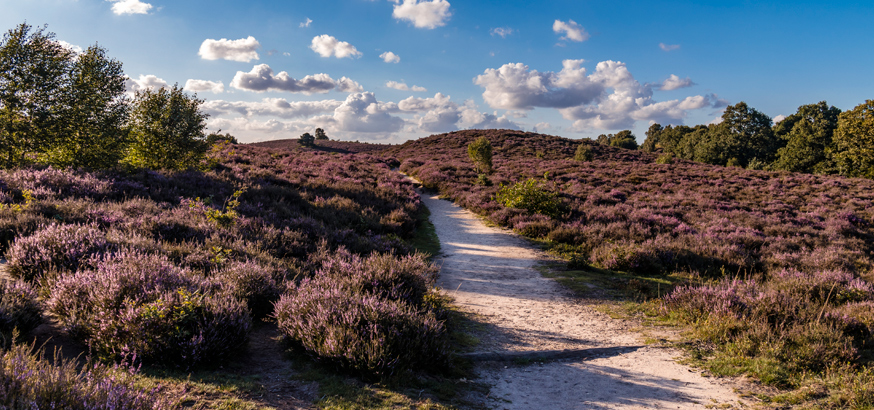 Veluwe