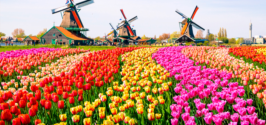 Tulips and windmills